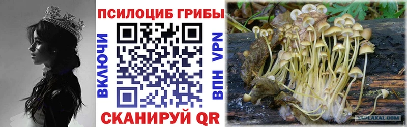 Купить  Слюдянка  Галлюциногенные грибы Cubensis 
